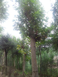 垂柳 山东郓城苗木种植推广基地